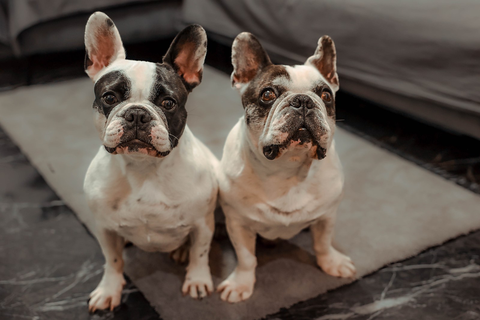 Pets — due bulldog francesi